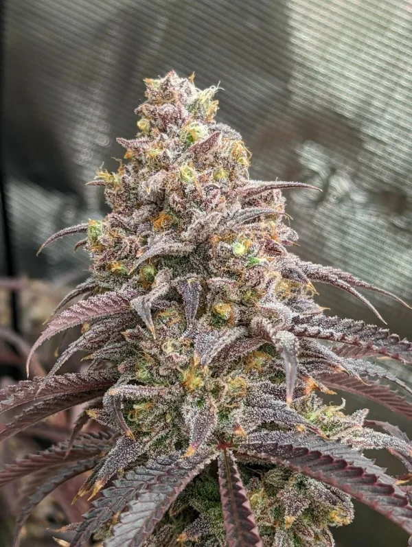 Blueberry Muffins Clone