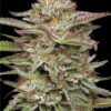 Banana OG