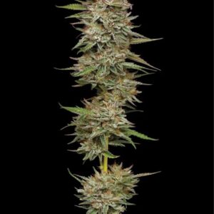 Banana OG