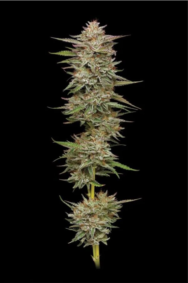 Banana OG