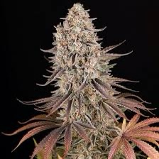 Strawberry Diesel