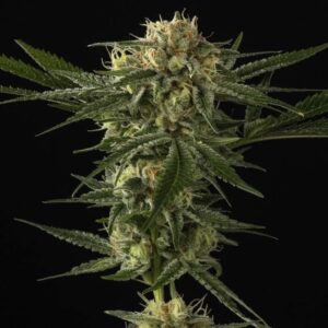 Death Star Clone