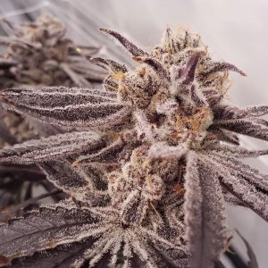 Purple Punch