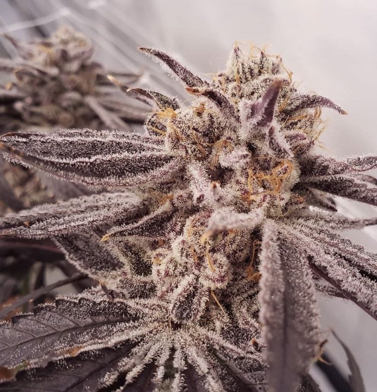 Purple Punch